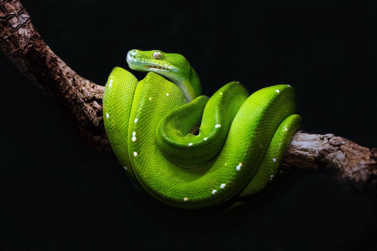 Python Package
