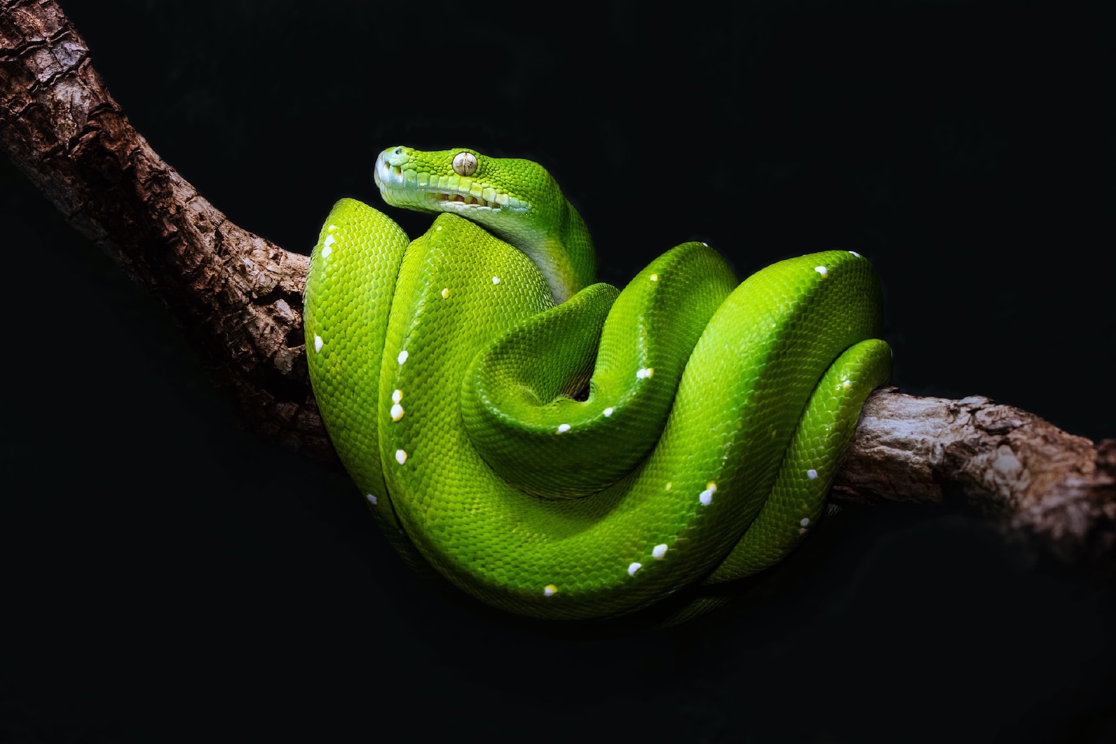 Python Package